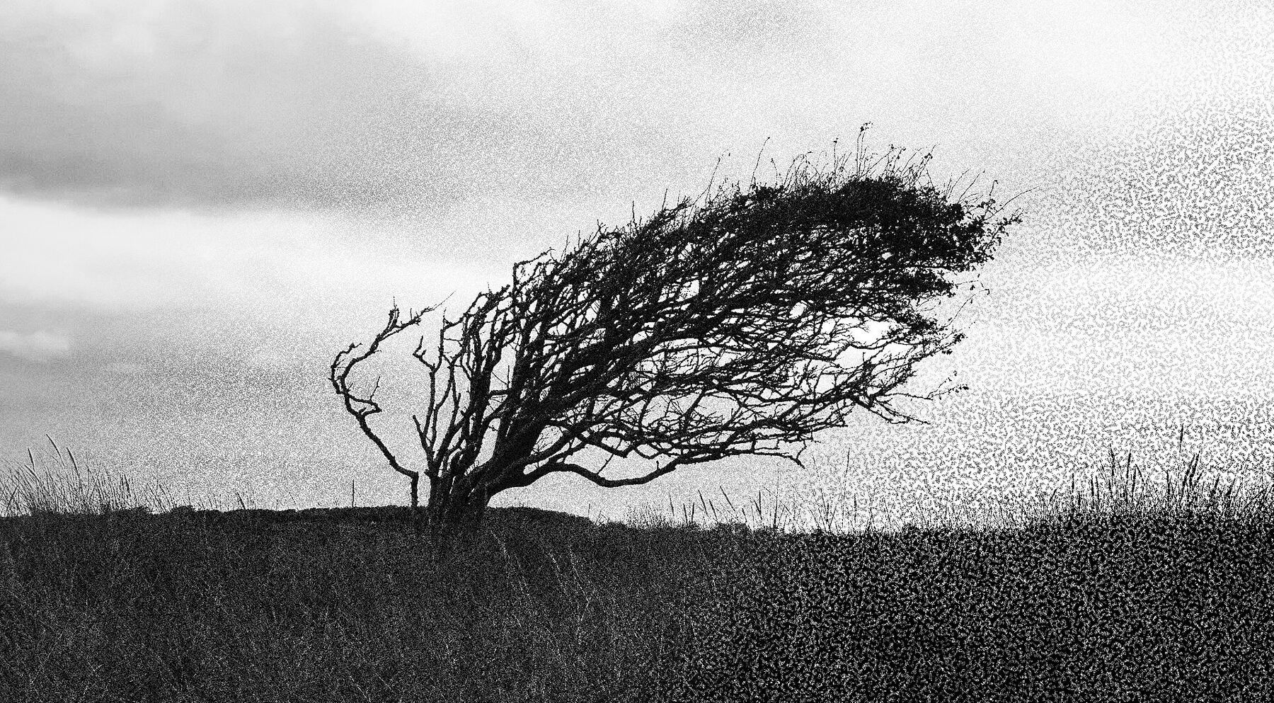 Vom Wind gebeugter Baum auf einer Wiese, schwarzweiß