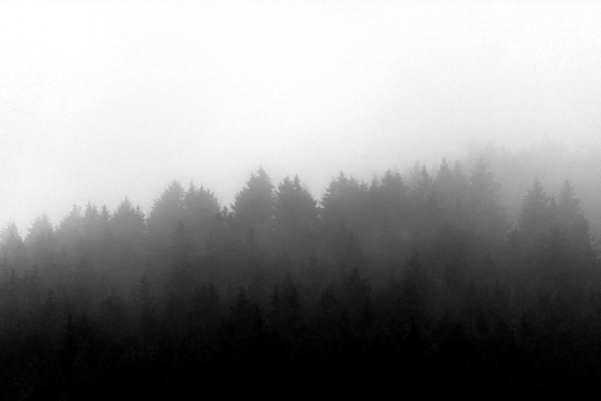 Fichtenwald im dichten Nebel im Harz, schwarzweiß