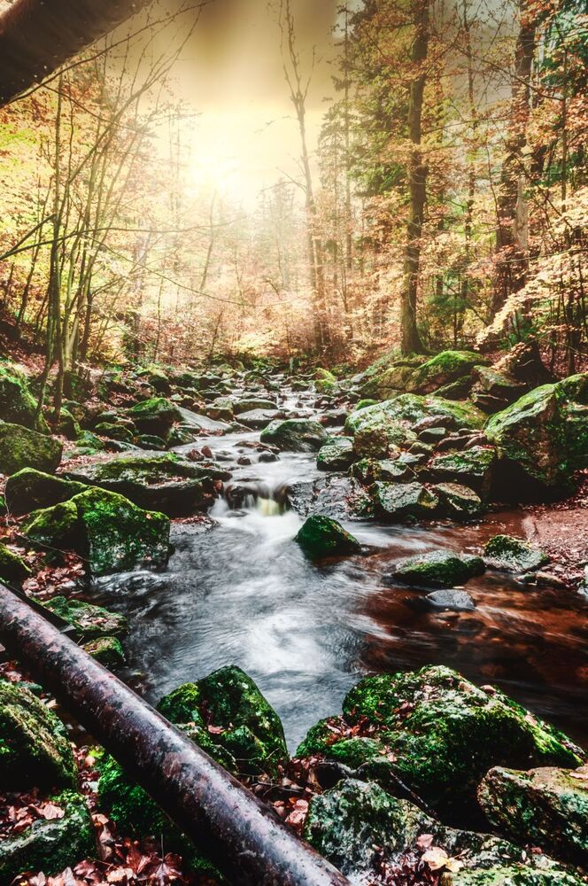Bach mit Moosfelsen im Herbstwald, Gegenlicht