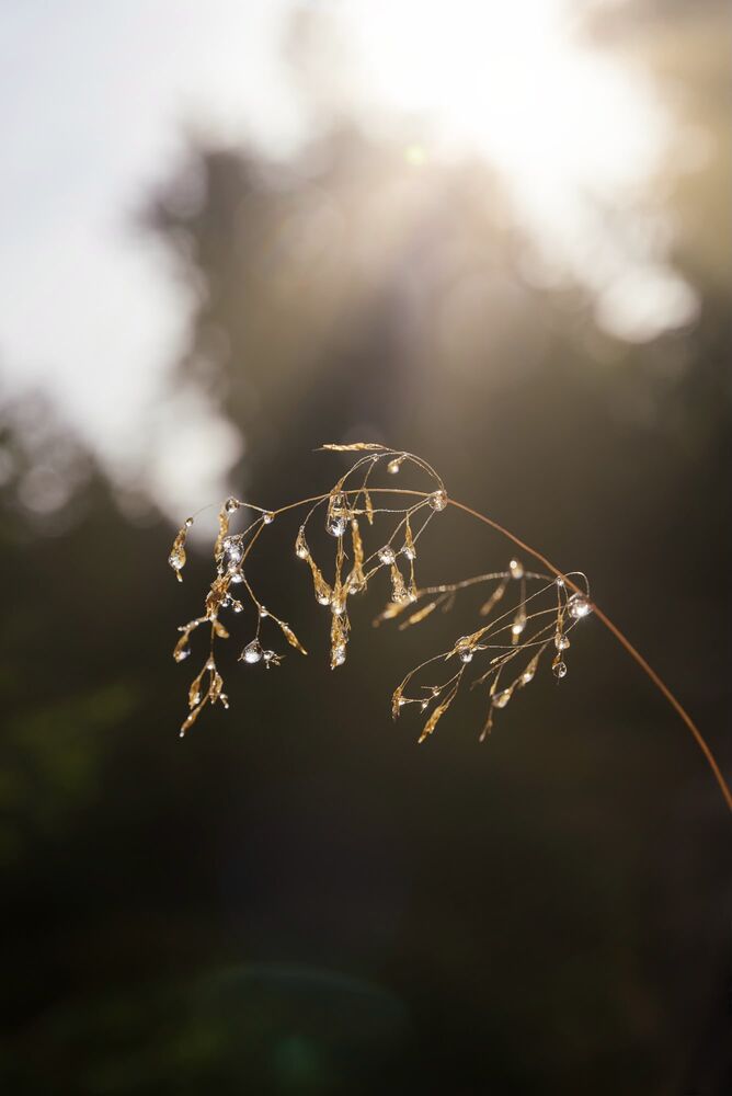 Grashalm mit Tautropfen im warmen Gegenlicht