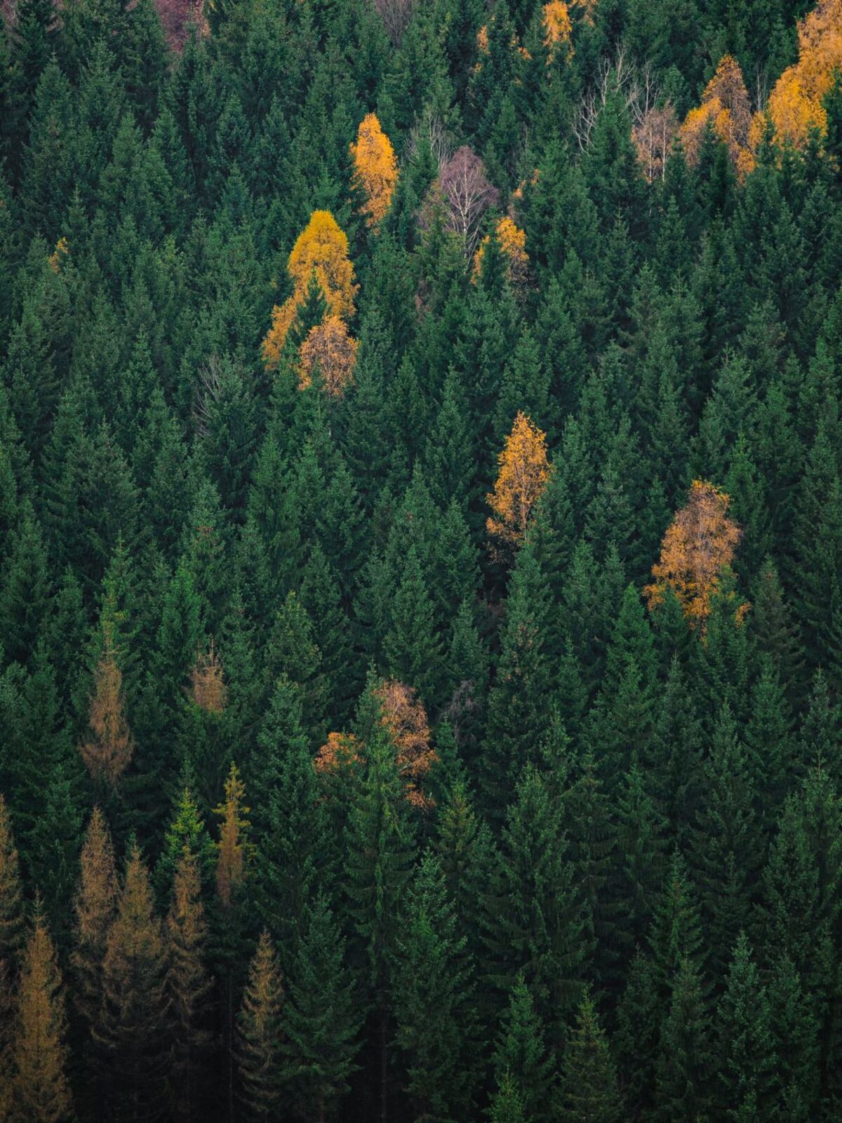 Fichtenwald mit gelben Birken im Herbst, von oben