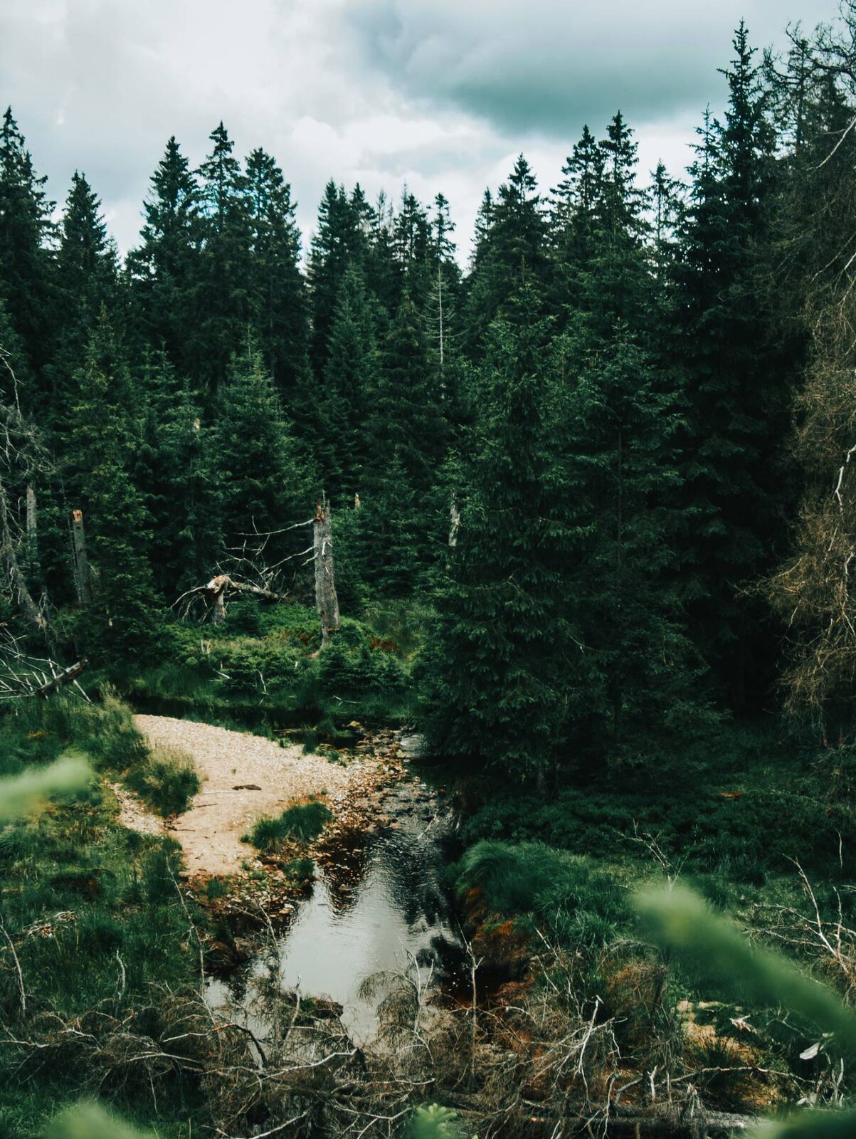 Bach vor dichtem Fichtenwald im Harz